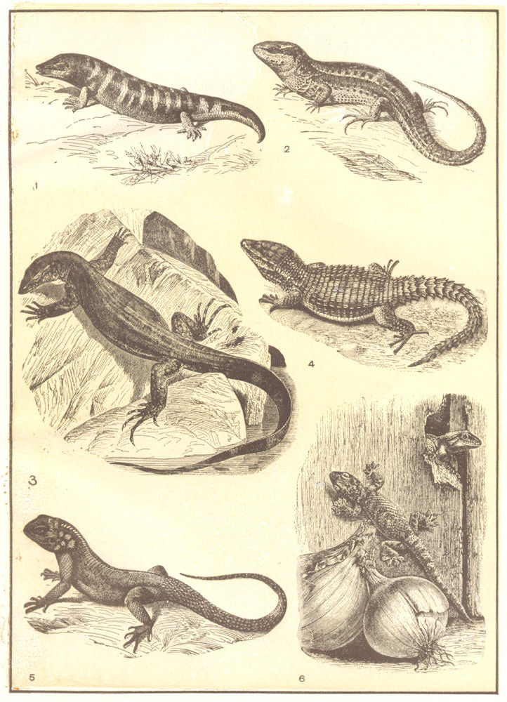 LIZARD.Skink Lacerta ogilis Varanus Zonurus cordylus Agama colonorum gecko 1907